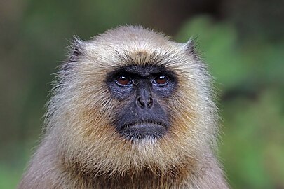 Southern plains grey langur Semnopithecus dussumieri ♀ India