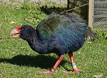 A photo of a Takahe in Zealandia in Wellington.