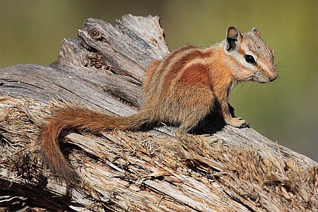 Hopi chipmunk, by Mdf