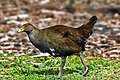 Image 5 Tasmanian Native-hen Photo credit: Noodle snacks The Tasmanian Native-hen (Gallinula mortierii) is a flightless rail between 43 to 51 cm (17 to 20 in) in length, one of twelve species of birds endemic to the Australian island of Tasmania. Although flightless, it is capable of running quickly and has been recorded running at speeds up to 30 miles per hour (48 km/h). More selected pictures