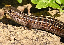 Trachylepis capensis