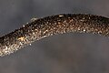 Trichoglossum hirsutum stipe