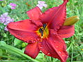 Hemerocallis