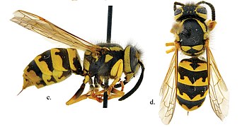 Vespula pensylvanica