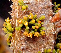 Floraison sur Euphorbia pillansii