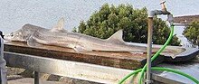 Gummy shark caught in Hastings, Western Point, Victoria