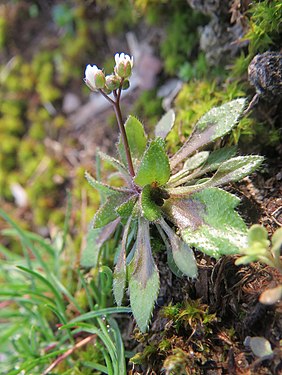 Draba verna (Brassicaceae)[a].