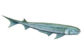 Cartilaginous fishes may have evolved from spiny sharks.
