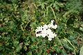 Achillea sp.