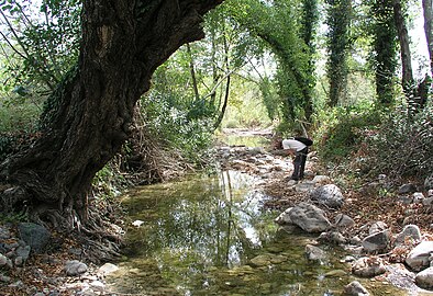 Forêt et rivière près de Lattaquié en octobre 2010.