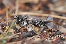 Stylops melittae mâle se reproduisant avec une femelle parasitant une abeille.