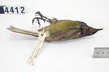 Chatham Island bellbird specimen in the Auckland Museum collection.