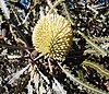 Banksia elegans in cultivation in Perth