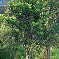 Tree in Hyderabad, India.