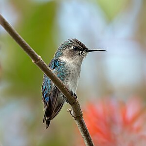 Bee hummingbird, by Charlesjsharp