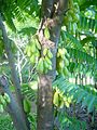 Arbre portant ses fruits, La Réunion.