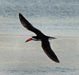 Black skimmer (Rynchops niger)