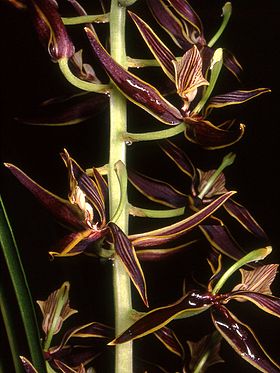 Braemia vittata