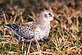 Calidris ptilocnemis