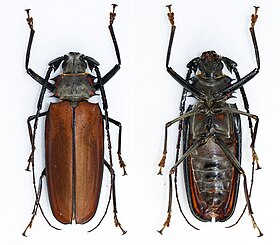 Fotografia da vista superior e inferior de um espécime de E. armillatus coletado em Toledo, Paraná, Região Sul do Brasil.