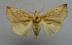 Calyptra thalictri