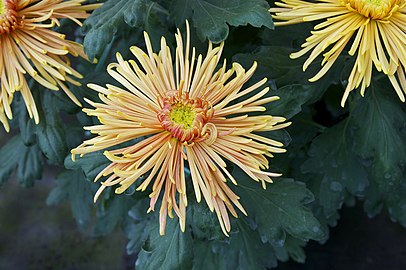 Chrysanthemum morifolium, сорта „токио”