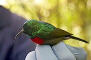 sunbird with green upperparts, brown wings, red chest, and whitish underparts