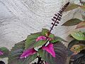 Coleus sp. 2