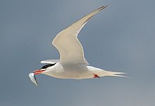 A common tern flying with a fish in its mouth