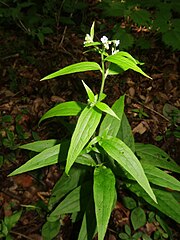 花序が伸びる前のようす。7月中旬。