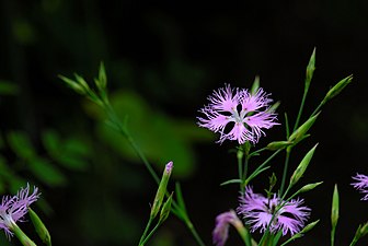 Dianthus superbus var. superbus