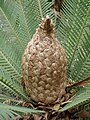 Dioon edule（ザミア科）の大胞子嚢穂