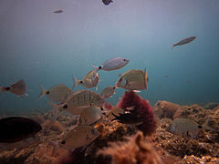 Peces en la playa de El Portús.