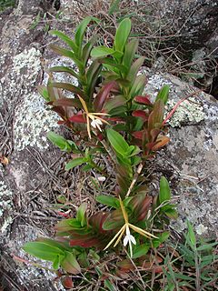 Description de l'image Epidendrum nocturnum.jpg.