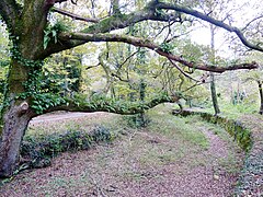 Arbre remarquable couvert de végétation épiphyte dans la vallée de l'Odet entre Stang Luzigou et Coat Piriou (en Ergué-Gabéric)