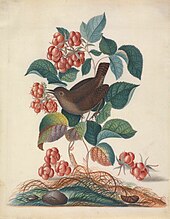 Painting of a bird in a raspberry plant, with wood lice visible on the plant and a pupa on the ground