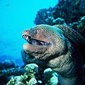 Moray eels such as the Giant moray are only occasionally aggressive; most bites result from divers putting a hand into the hole in which the eel lives.