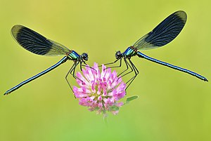 33. Platz: Sven Damerow mit Zwei Männchen der Gebänderten Prachtlibelle (Calopteryx splendens) am Morgen im NSG Gülper See