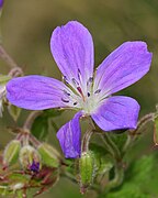 Color malva de un geranio escandinavo