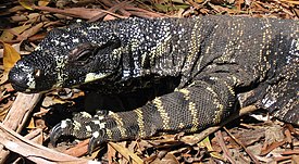 Пёстрый варан (Varanus varius)