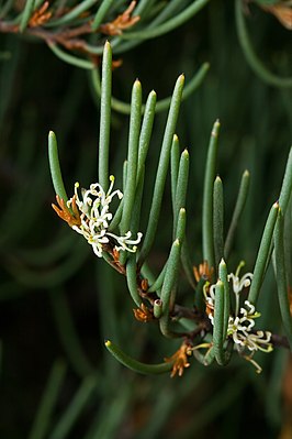 Hakea epiglottis, Тасмания.