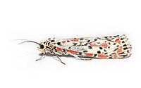 Utetheisa pulchelloides