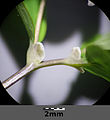 Isopyrum thalictroidesの葉の付け根の様子