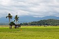 A paddy field in Kota Belud.