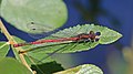 Image 45Large red damselfly in Swinley Forest, Berkshire (from Portal:Berkshire/Selected pictures)