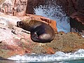 León marino en las islas Ballestas.