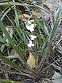 Libertia flaccidifolia in bloom