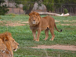 אריה Panthera leo בספארי ברמת גן (צלם: אני וצחי אבנור)