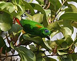 A green parrot with a red tail and blue patch on top of his head
