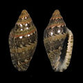 Marginella spinacia Espraínha, S. Tomé Is.